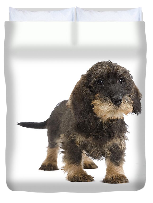 Dachshund Duvet Cover featuring the photograph Wire-haired Dachshund #3 by Jean-Michel Labat