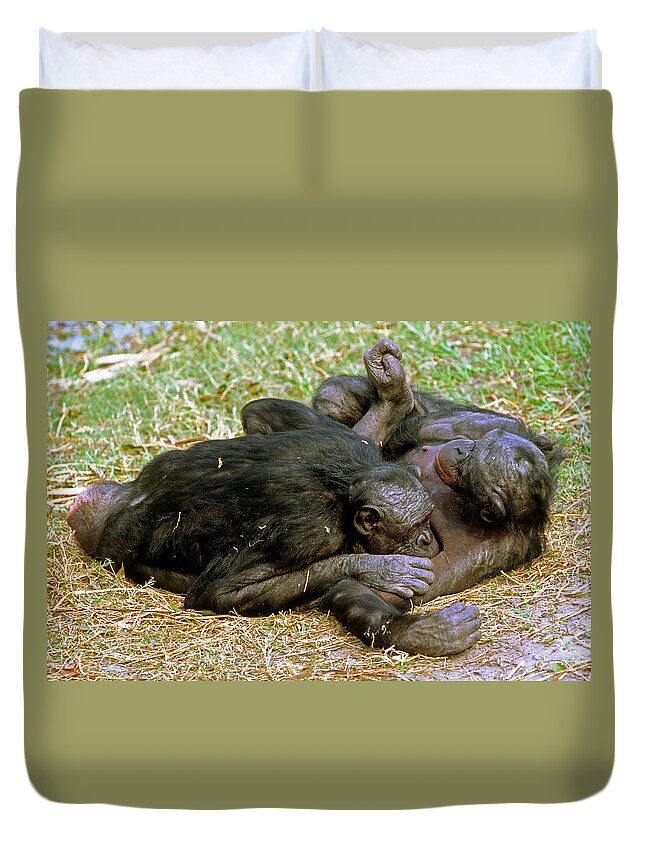 Bonobo Duvet Cover featuring the photograph Bonobo #22 by Millard H. Sharp