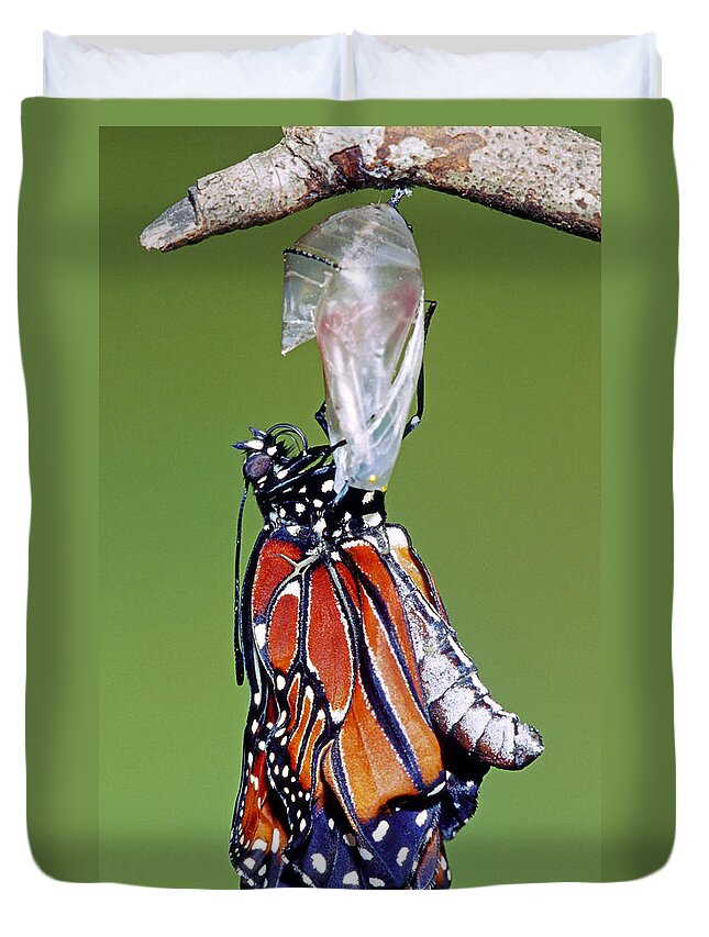 Butterfly Duvet Cover featuring the photograph Queen Butterfly #28 by Millard H. Sharp