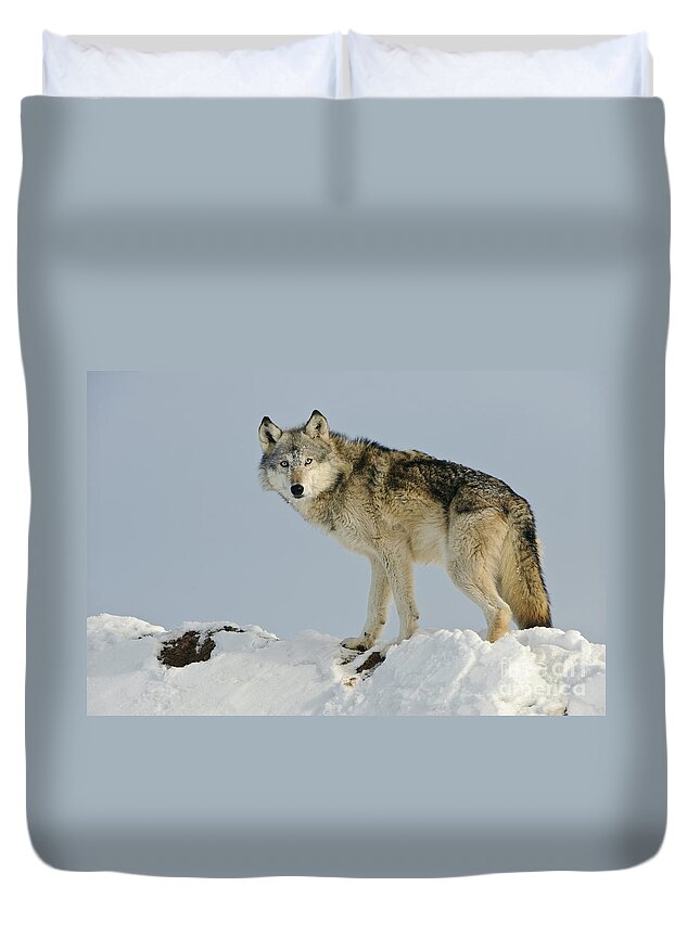Canis Lupus Duvet Cover featuring the photograph Wolf In Winter #29 by John Shaw