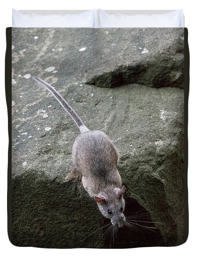 Allegheny Woodrat Duvet Cover featuring the photograph Allegheny Woodrat Neotoma Magister by David Kenny
