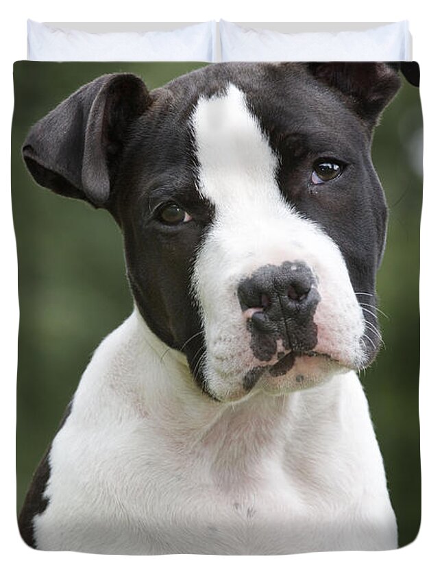 american staffordshire terrier puppy for sale