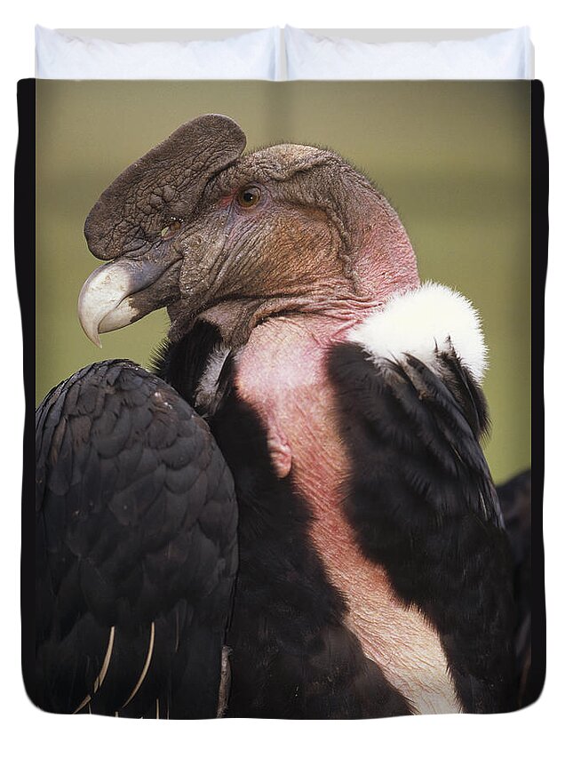 Feb0514 Duvet Cover featuring the photograph Andean Condor Male Cayambe Ecuador #3 by Tui De Roy