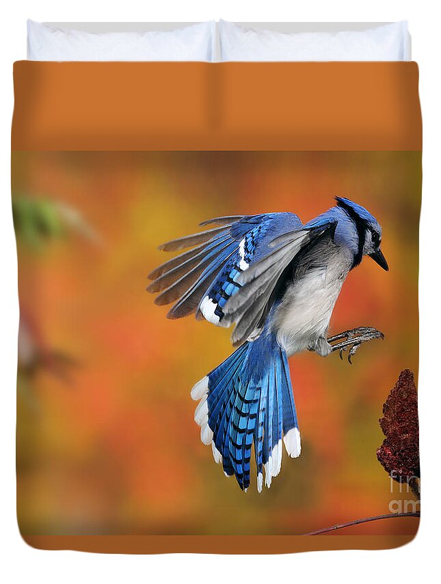 Blue Jay Duvet Cover featuring the photograph Blue Jay #1 by Scott Linstead
