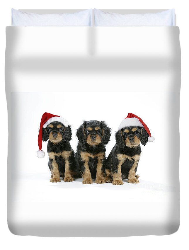 Dog Duvet Cover featuring the photograph Cavalier King Charles Spaniel Pups #3 by John Daniels