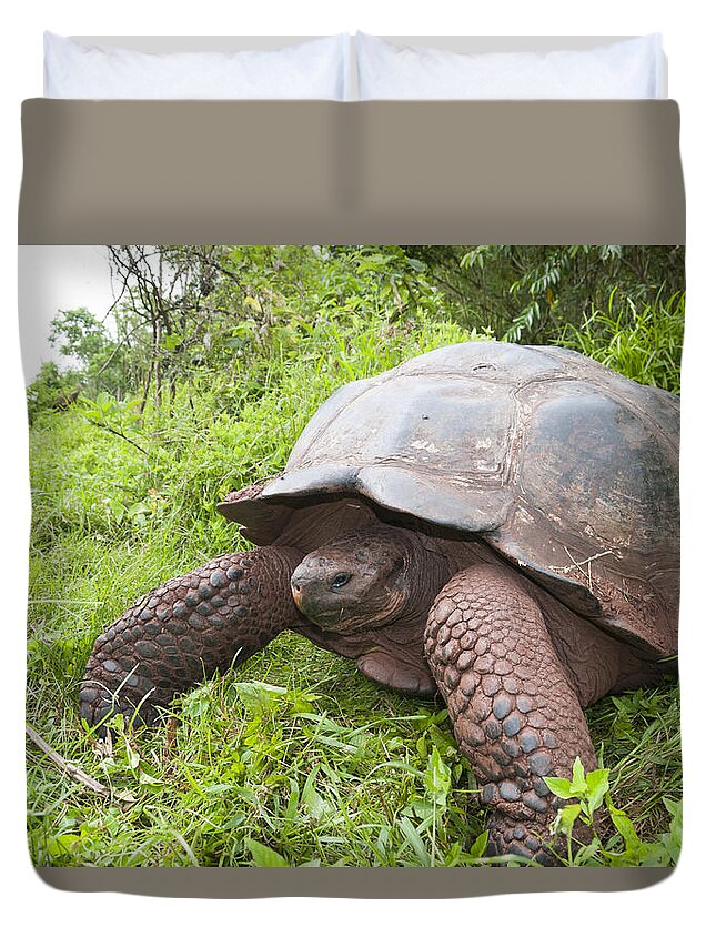 534154 Duvet Cover featuring the photograph Galapagos Giant Tortoise Santa Cruz #3 by Tui De Roy