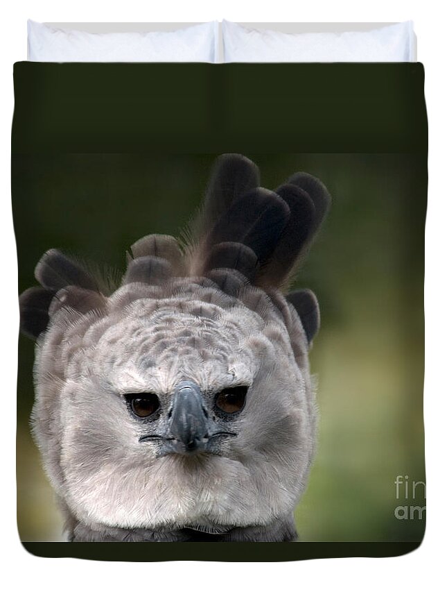 Animal Duvet Cover featuring the photograph Harpy Eagle Harpia Harpyja #3 by Mark Newman