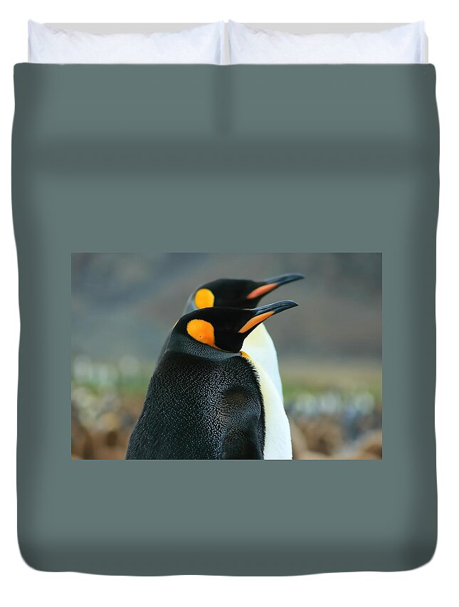Two King Penguins Duvet Cover featuring the photograph King Penguins #3 by Amanda Stadther