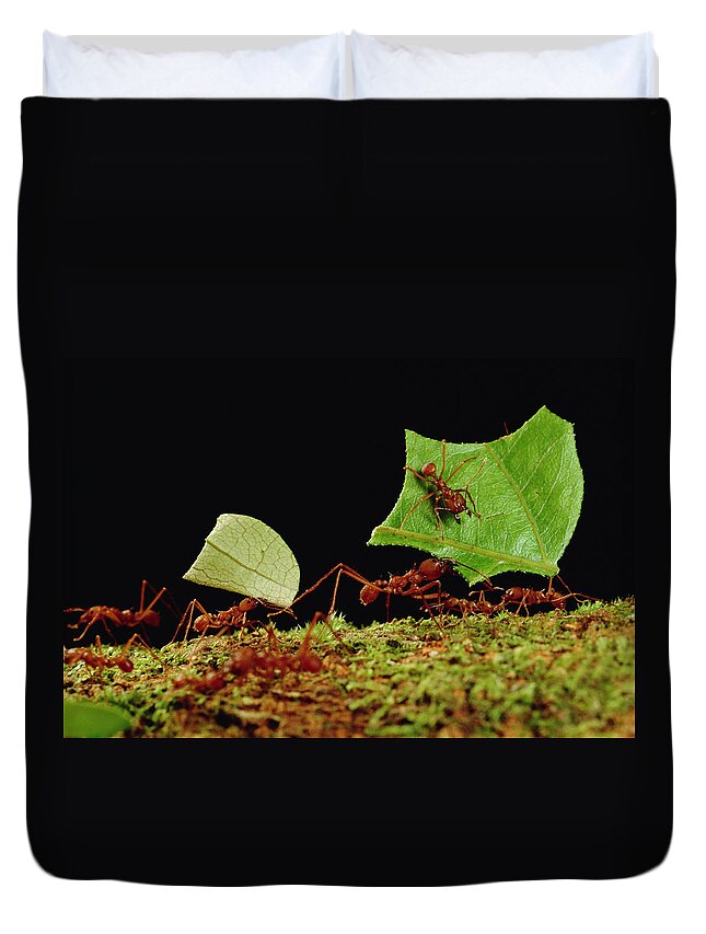 Feb0514 Duvet Cover featuring the photograph Leafcutter Ants Carrying Leaves French by Mark Moffett