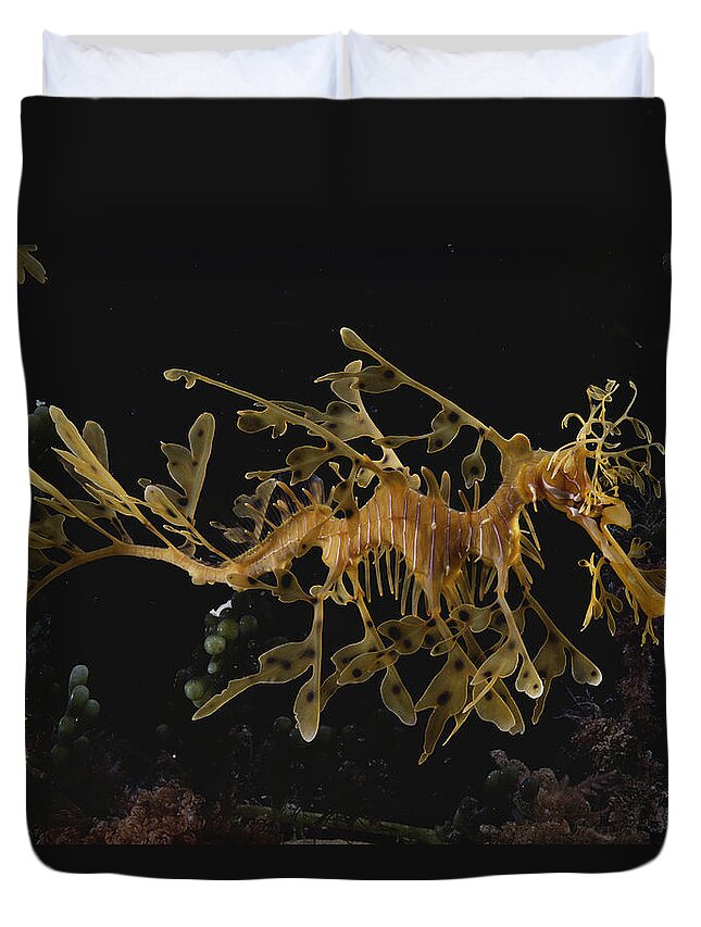Actinopterygii Duvet Cover featuring the photograph Leafy Sea Dragon #3 by Paul Zahl