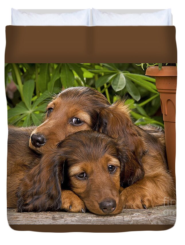 Dachshund Duvet Cover featuring the photograph Long-haired Dachshunds #1 by Jean-Michel Labat