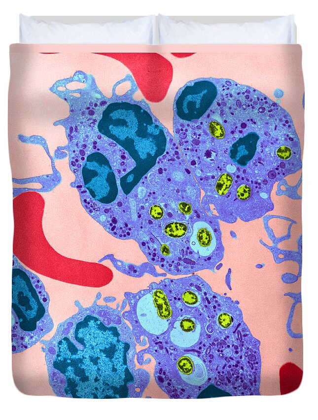 Science Duvet Cover featuring the photograph Neutrophil Ingesting Bacteria Tem #3 by David M. Phillips