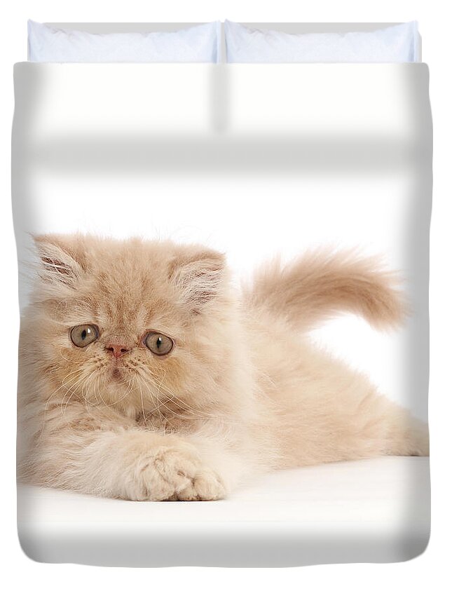 Animals Duvet Cover featuring the photograph Persian Kitten #3 by Mark Taylor