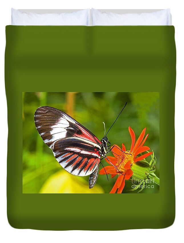 Tropical Butterfly Duvet Cover featuring the photograph Piano Key Butterfly #3 by Millard H Sharp