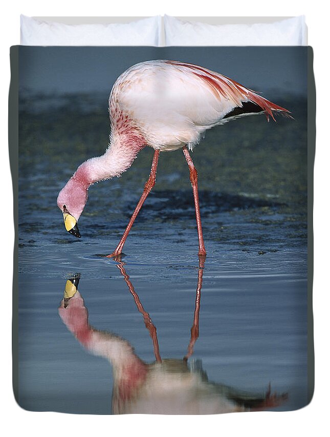 Feb0514 Duvet Cover featuring the photograph Puna Flamingo Feeding In Laguna #3 by Tui De Roy