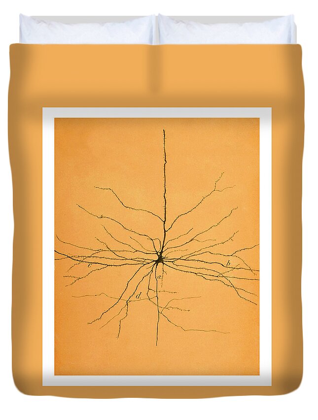 Pyramidal Cell Duvet Cover featuring the photograph Pyramidal Cell In Cerebral Cortex, Cajal by Science Source