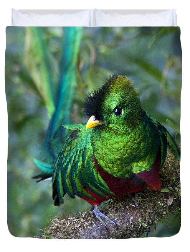 Bird Duvet Cover featuring the photograph Quetzal by Heiko Koehrer-Wagner