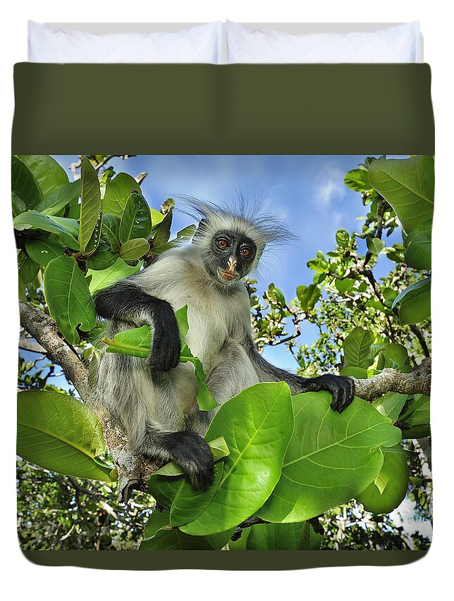 Thomas Marent Duvet Cover featuring the photograph Zanzibar Red Colobus In Tree Jozani by Thomas Marent