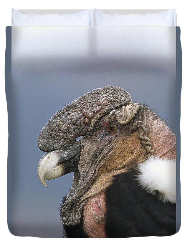 Feb0514 Duvet Cover featuring the photograph Andean Condor Male Cayambe Ecuador #4 by Tui De Roy