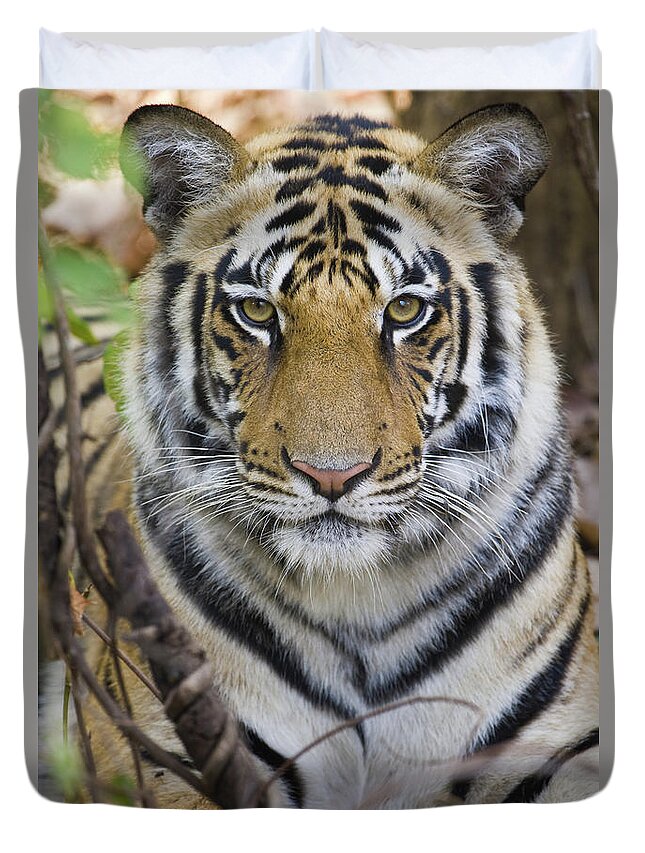Photography Duvet Cover featuring the photograph Bengal Tiger Panthera Tigris Tigris #4 by Animal Images