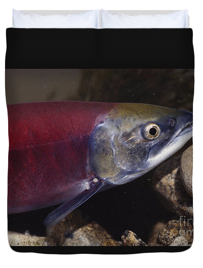 Kokanee Salmon Duvet Cover featuring the photograph Kokanee Salmon #4 by William H. Mullins