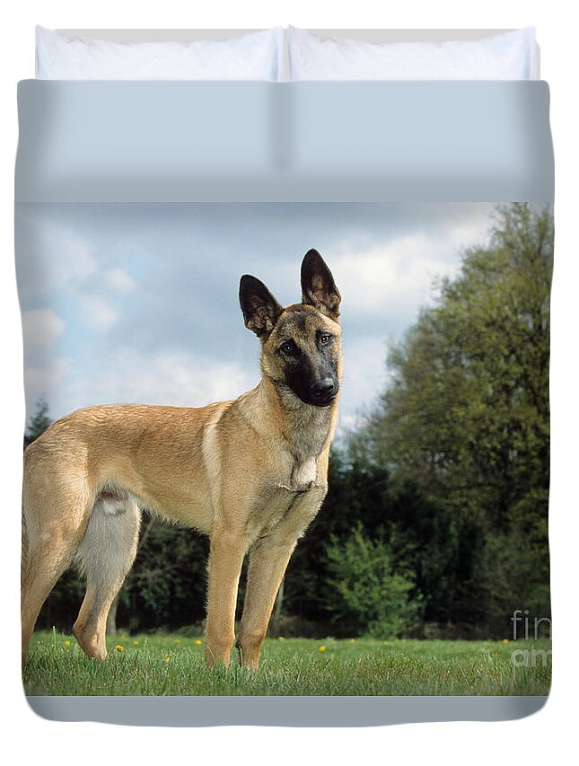 Dog Duvet Cover featuring the photograph Malinois, Belgian Shepherd Dog #4 by Johan De Meester