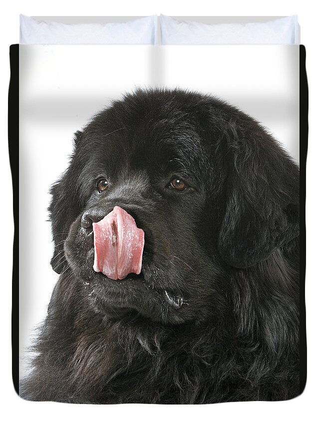 Newfoundland Duvet Cover featuring the photograph Newfoundland Dog #4 by Jean-Michel Labat