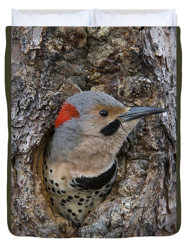 Michael Quinton Duvet Cover featuring the photograph Northern Flicker In Nest Cavity Alaska by Michael Quinton