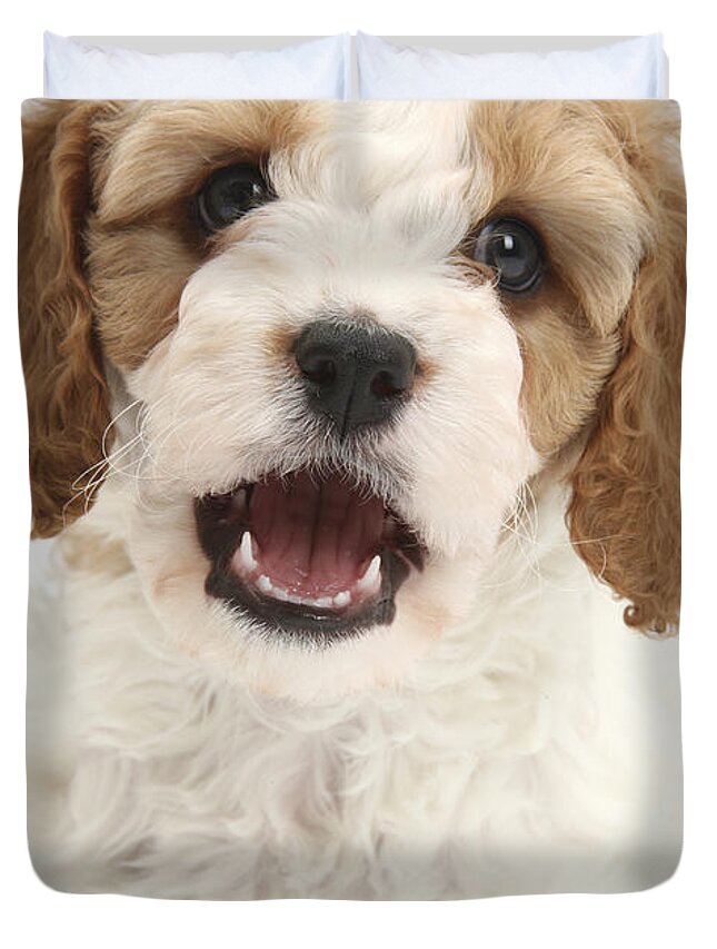 red and white cavapoo