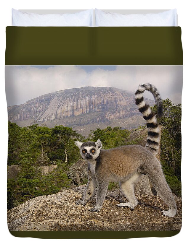 Feb0514 Duvet Cover featuring the photograph Ring-tailed Lemur Madagascar #4 by Pete Oxford