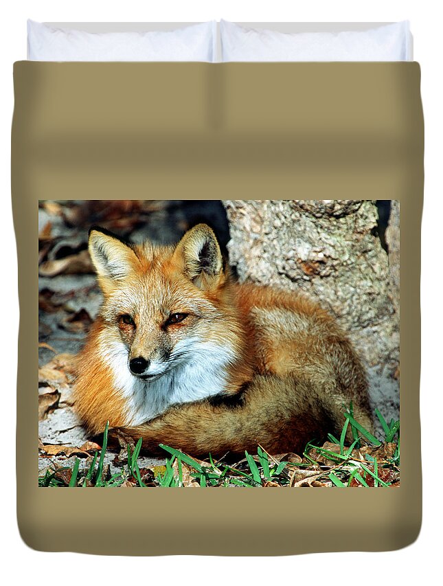 Red Fox Duvet Cover featuring the photograph Red Fox #41 by Millard H. Sharp