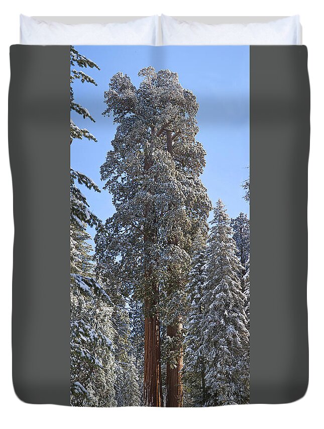 Giant Sequoia Duvet Cover featuring the photograph Giant Sequoias #5 by Gregory G. Dimijian, M.D.