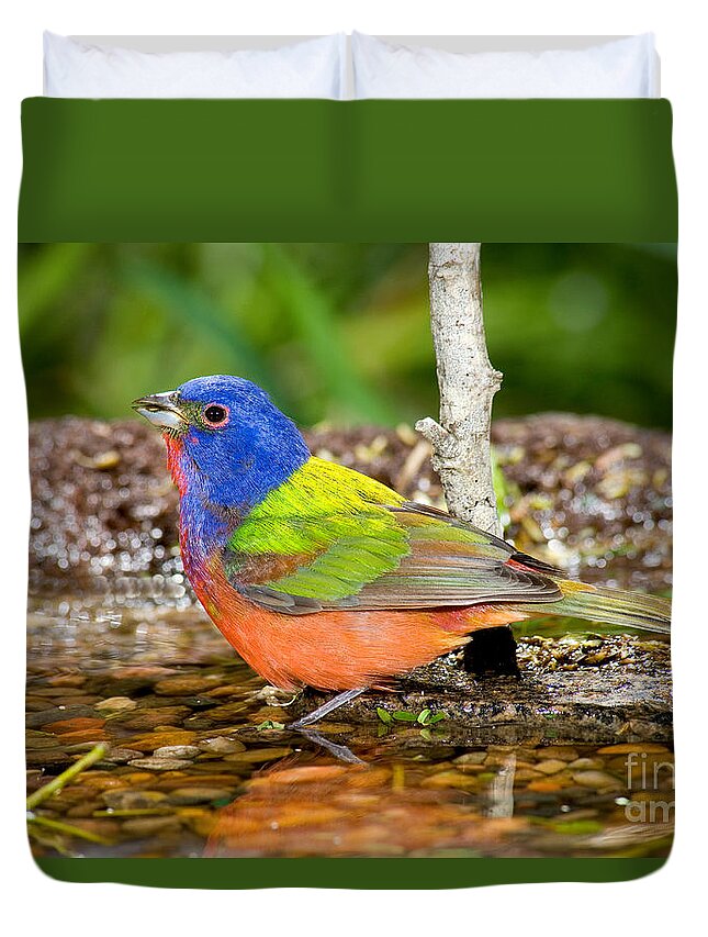 Fauna Duvet Cover featuring the photograph Painted Bunting #5 by Anthony Mercieca
