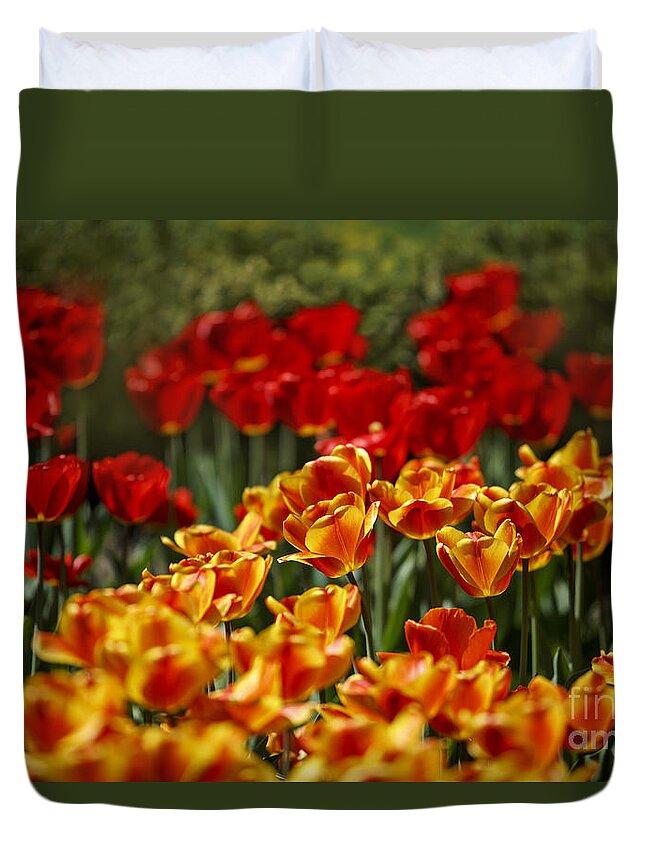 Tulip Duvet Cover featuring the photograph Red and Yellow Tulips by Nailia Schwarz