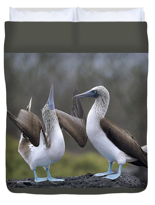 Feb0514 Duvet Cover featuring the photograph Blue-footed Boobies Courting Galapagos #6 by Tui De Roy