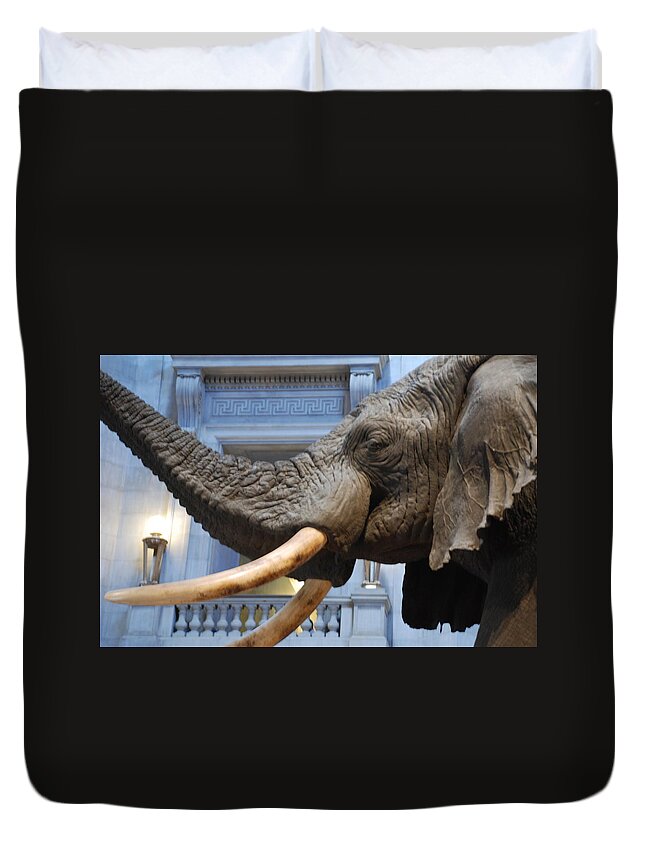 Bull Elephant Duvet Cover featuring the photograph Bull Elephant in Natural History Rotunda by Kenny Glover