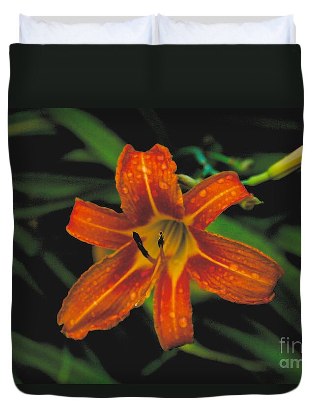 Day Lilly Duvet Cover featuring the photograph Day Lilly #6 by William Norton