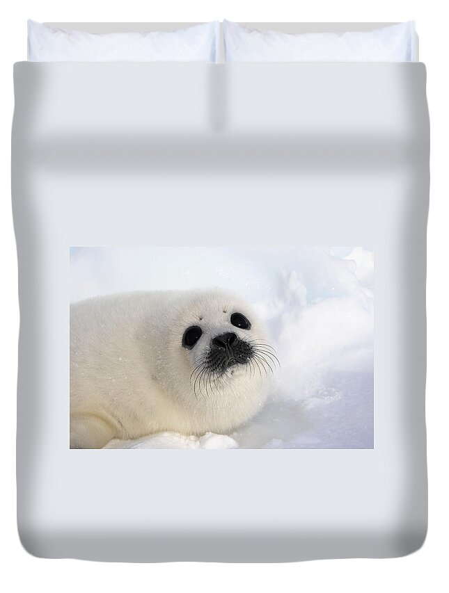 Harp Seal Duvet Cover featuring the photograph Harp Seal Baby #6 by M. Watson