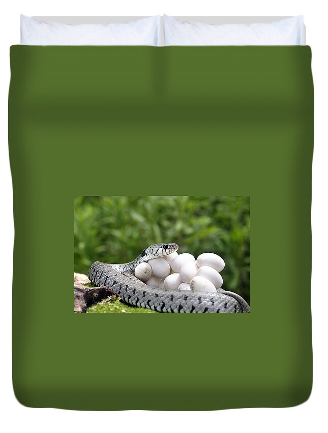 Grass Snake Duvet Cover featuring the photograph Grass Snake With Eggs #7 by M. Watson