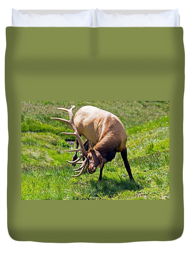 Bull Duvet Cover featuring the photograph Wapiti Elk in Rocky Mountain National Park #7 by Fred Stearns