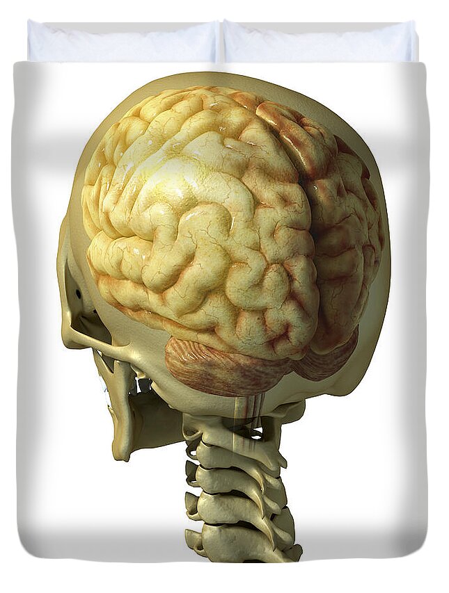 Skeleton Duvet Cover featuring the photograph Human Brain #72 by Science Picture Co