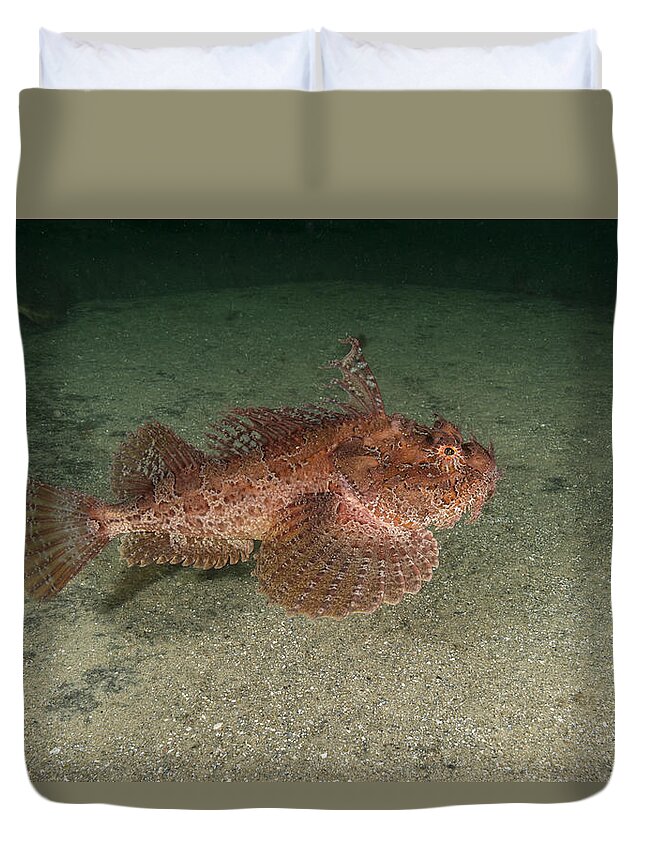 Sea Raven Duvet Cover featuring the photograph Sea Raven #8 by Andrew J. Martinez