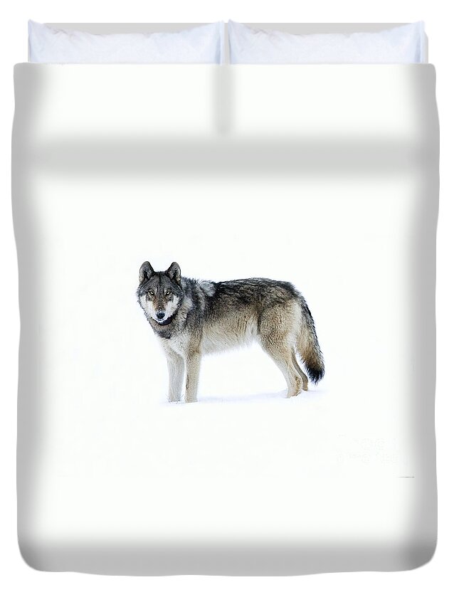 Gray Wolf Duvet Cover featuring the photograph 820F of the Lamar Canyon Pack by Deby Dixon