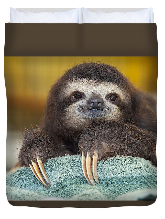 Feb0514 Duvet Cover featuring the photograph Brown-throated Three-toed Sloth #9 by Suzi Eszterhas