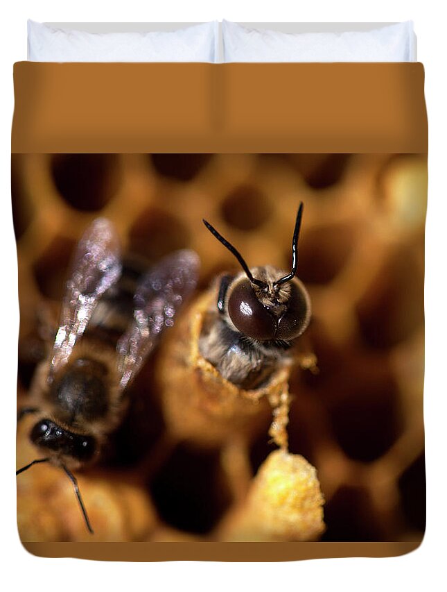 Wildlife Duvet Cover featuring the photograph A Male Bee Being Born In A Beehive by Chico Sanchez