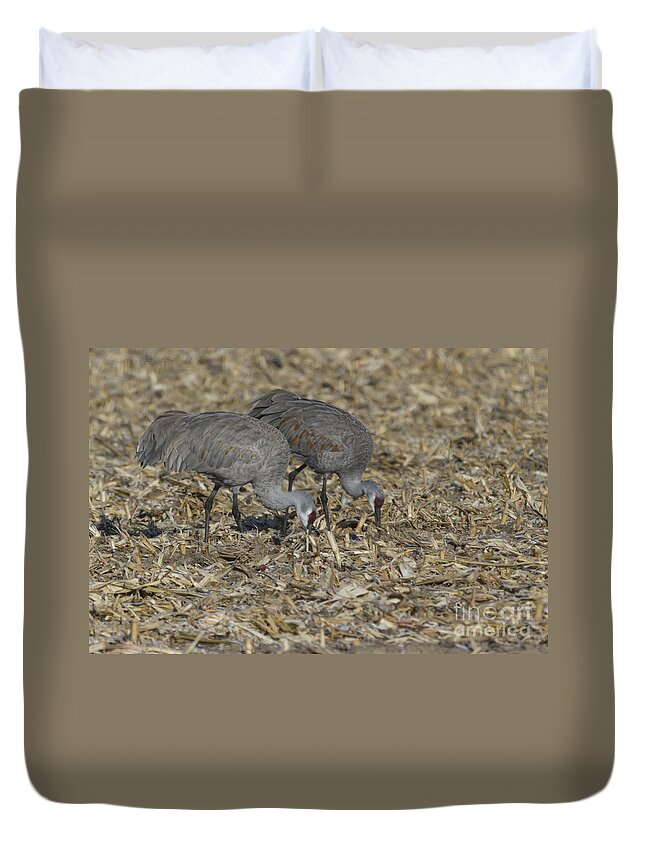 Feeding Duvet Cover featuring the photograph A Pair Of Sandhill Cranes by Steve Triplett