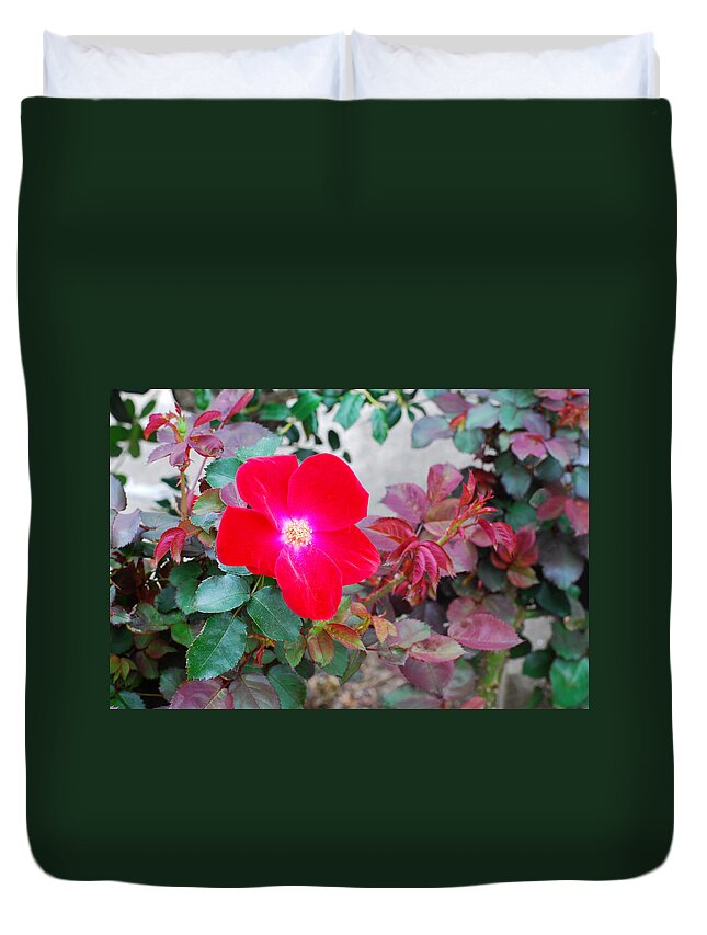 Rose Duvet Cover featuring the photograph A Real Knockout by Connie Fox