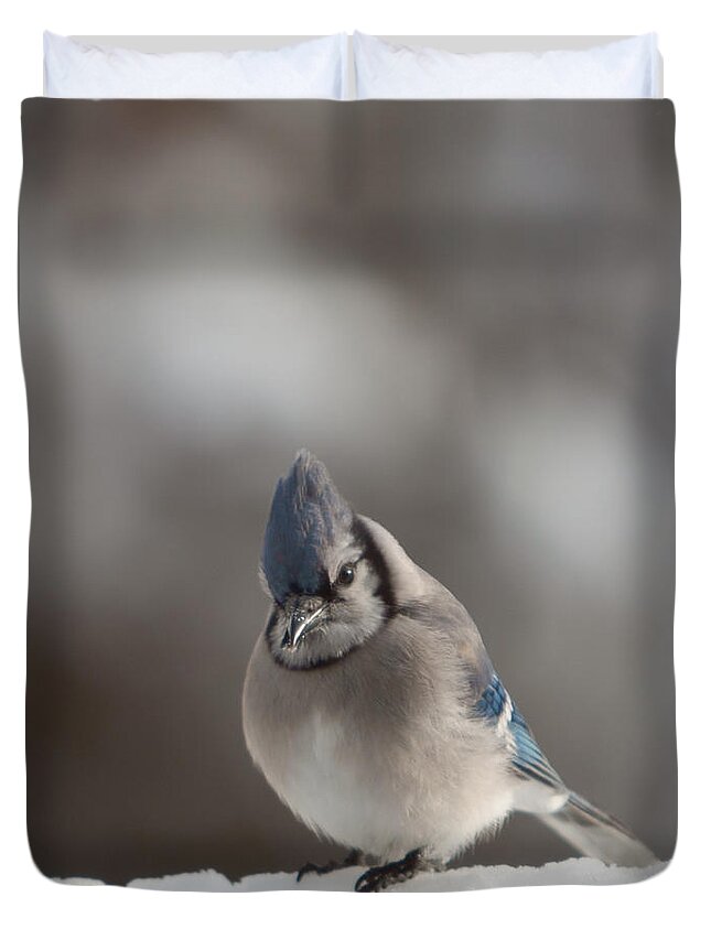 Salem Duvet Cover featuring the photograph A Blue Jay sits waiting by Jeff Folger