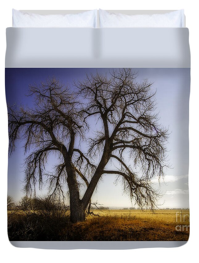 Colorado Duvet Cover featuring the photograph A Simple Tree by Kristal Kraft