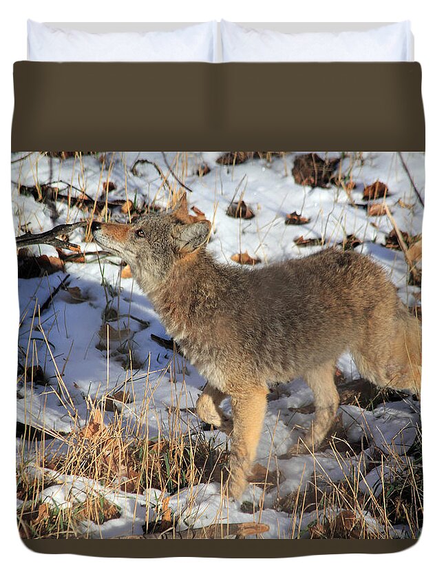 Coyote Duvet Cover featuring the photograph A Sniff by Shane Bechler